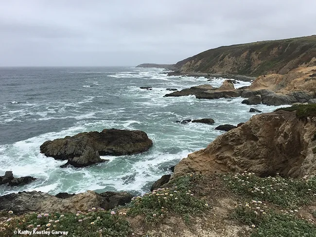 A view from Bodega Head. Most tourists are unaware of the digger bees that inhabit the sand cliffs. (Photo by Kathy Keatley Garvey)