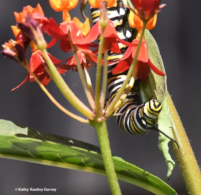 A monarch caterpillar feasting on a tropical milkweed, Asclepias curassavica, in Vacaville, Calif. (Photo by Kathy Keatley Garvey)