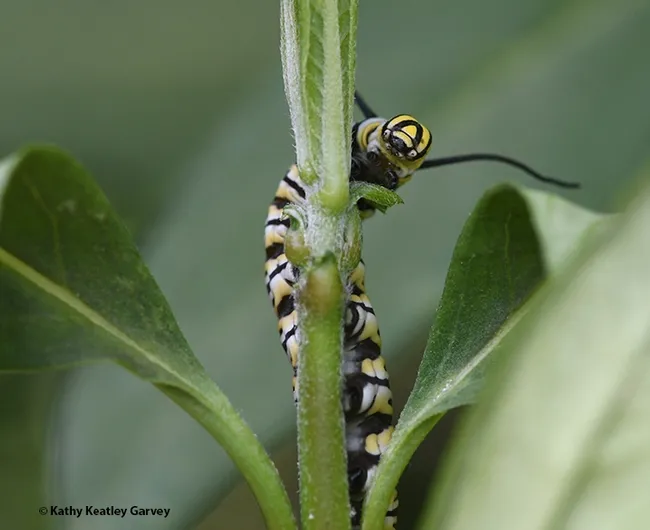Well, hello there! But move along, please. Can't you see I'm eating? (Photo by Kathy Keatley Garvey)