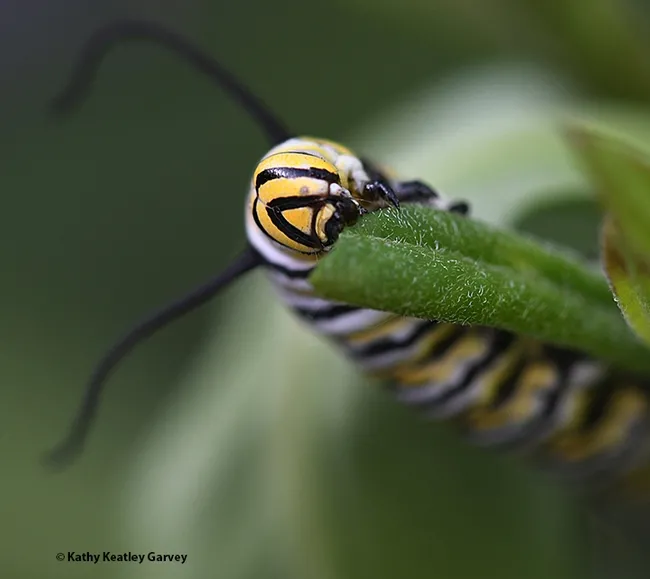 The milkweed is always greener on the other side. (Photo by Kathy Keatley Garvey)