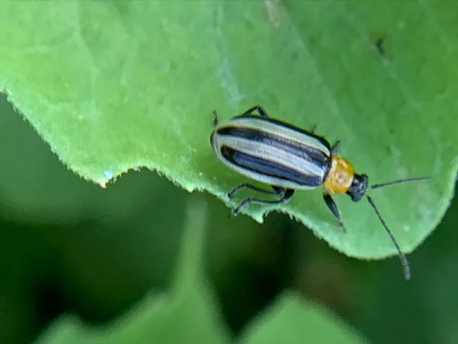 Jasmin Ramirez Bonilla targets the Western striped cucumber beetle, Acalymma trivittatum. (Photo by Jasmin Ramirez Bonilla)
