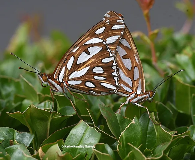 A pair of Gulf Fritillaries on a pomegranate tree. Lynn Kimsey, director of the Bohart Museum of Entomology, UC Davis, says she receives a number of calls about "two-headed butterflies." (Photo by Kathy Keatley Garvey)
