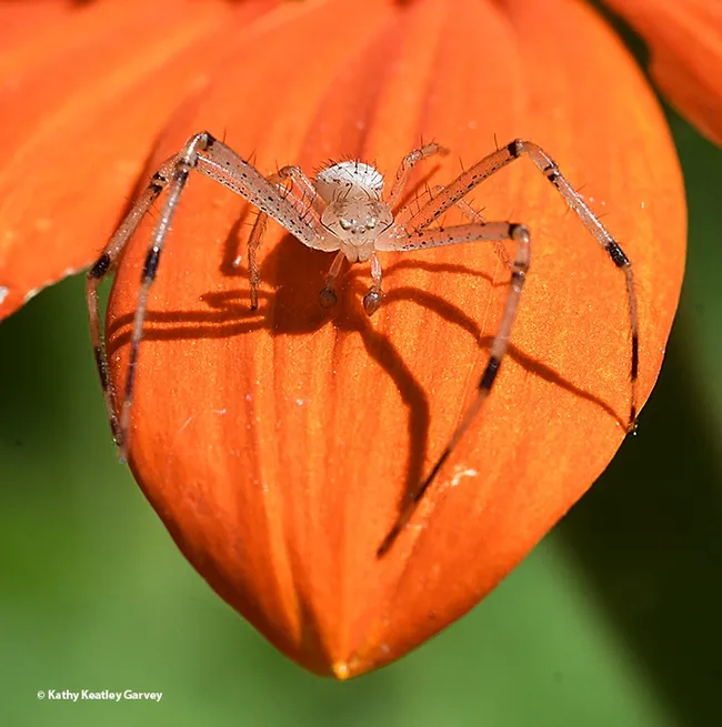 "Well, hello there!" A mature male crab spider, likely a Missumessus species (Thomisidae, crab spider) as identified by UC Davis Professor Jason Bond, peers at the camera from his Tithonia post. (Photo by Kathy Keatley Garvey)