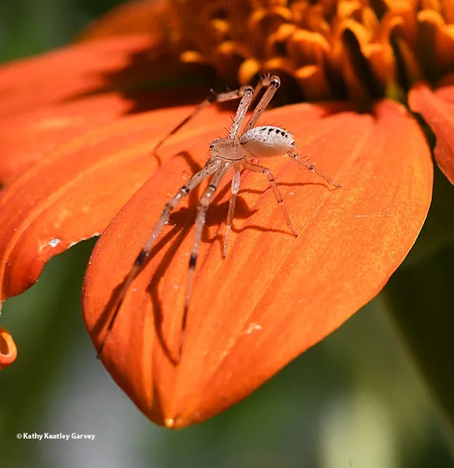 "Is this my best side?" The male crab spider strikes a "pose" for the camera. (Photo by Kathy Keatley Garvey)