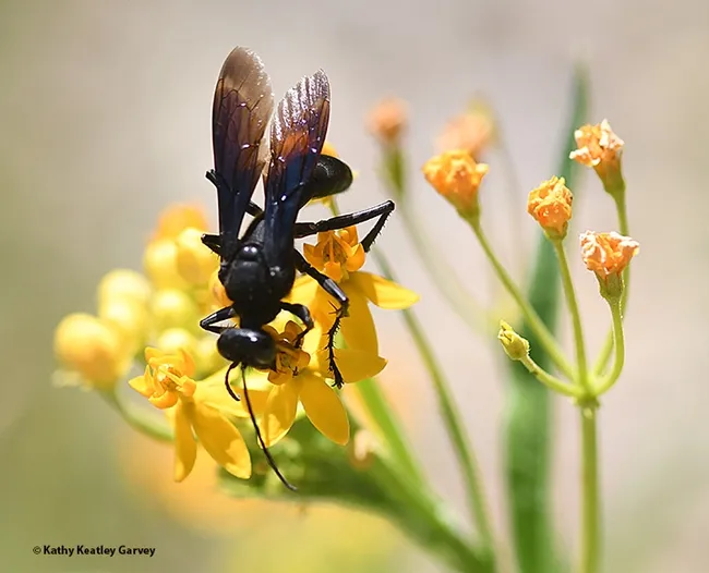 A wasp foraging upside down on tropical milkweed at the UC Davis Arboretum and Public Garden. (Photo by Kathy Keatley Garvey)