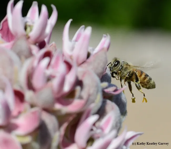 Note the gold, wishboned-shaped pollinia on the honey bee's feet as she heads for more showy milkweed. (Photo by Kathy Keatley Garvey)