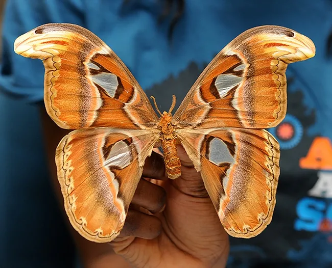 This is the Atlas moth, the largest moth in the world. (Photo by Kathy Keatley Garvey)