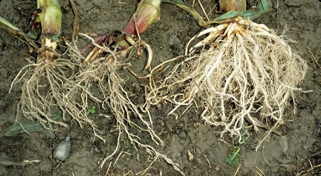 This image by Keith Waldron shows rootworm damage. The corn rootworm is a billion-dollar pest.