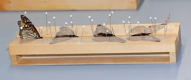 Preparing monarch specimens for viewing in the Bohart Museum of Entomology. (Photo by Kathy Keatley Garvey)