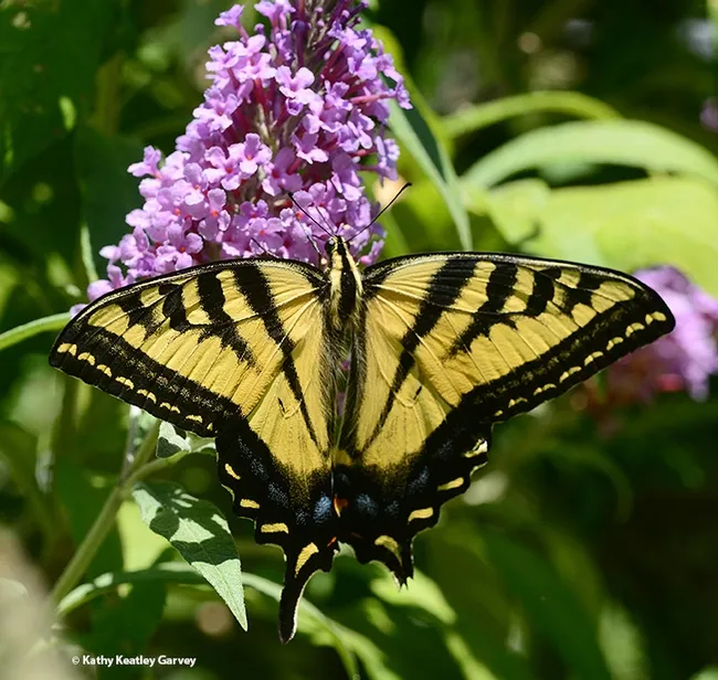 Western Tiger Swallowtail, Papilio rutulus, spreads its wings on a butterfly bush, Buddleia davidii. (Photo by Kathy Keatley Garvey)