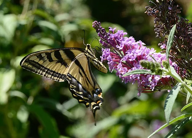 A Western Tiger Swallowtail, Papilio rutulus, nectars on a butterfly bush, Buddleia davidii. (Photo by Kathy Keatley Garvey)