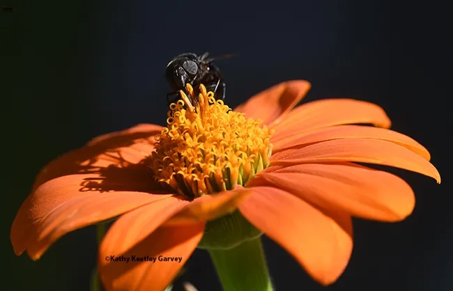 "Here's looking at you!" A Mexican cactus fly, Copestylum mexicanum, sips nectar from a Mexican sunflower, Tithonia rotundifolia, in Vacaville. (Photo by Kathy Keatley Garvey)