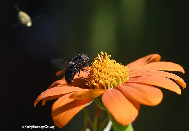 "My territory!" says a dive-bombing male longhorned bee, a Melissodes agilis, as it targets the Mexican cactus fly. (Photo by Kathy Keatley Garvey)
