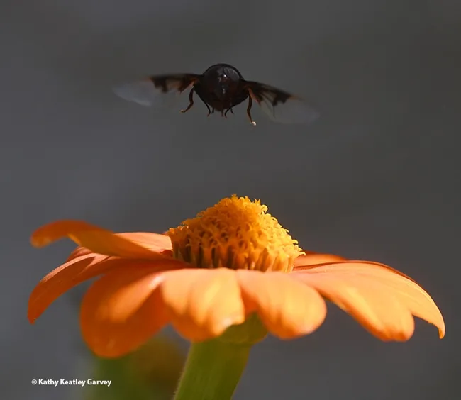 "Coming at ya!" A Mexican cactus fly sails over a Mexican sunflower. (Photo by Kathy Keatley Garvey)