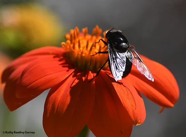 The wings of the Mexican cactus flower glisten in the morning sun. (Photo by Kathy Keatley Garvey)