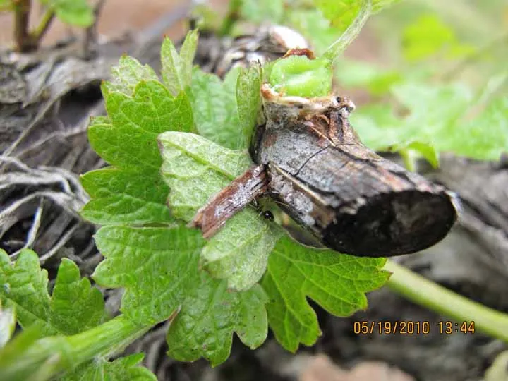Gill's mealybug under a thin shoot bark in May.