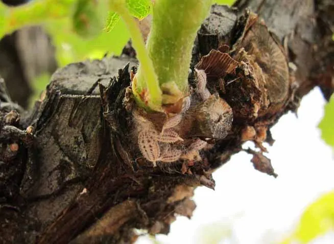 Gill's mealybug adult on base of shoot.