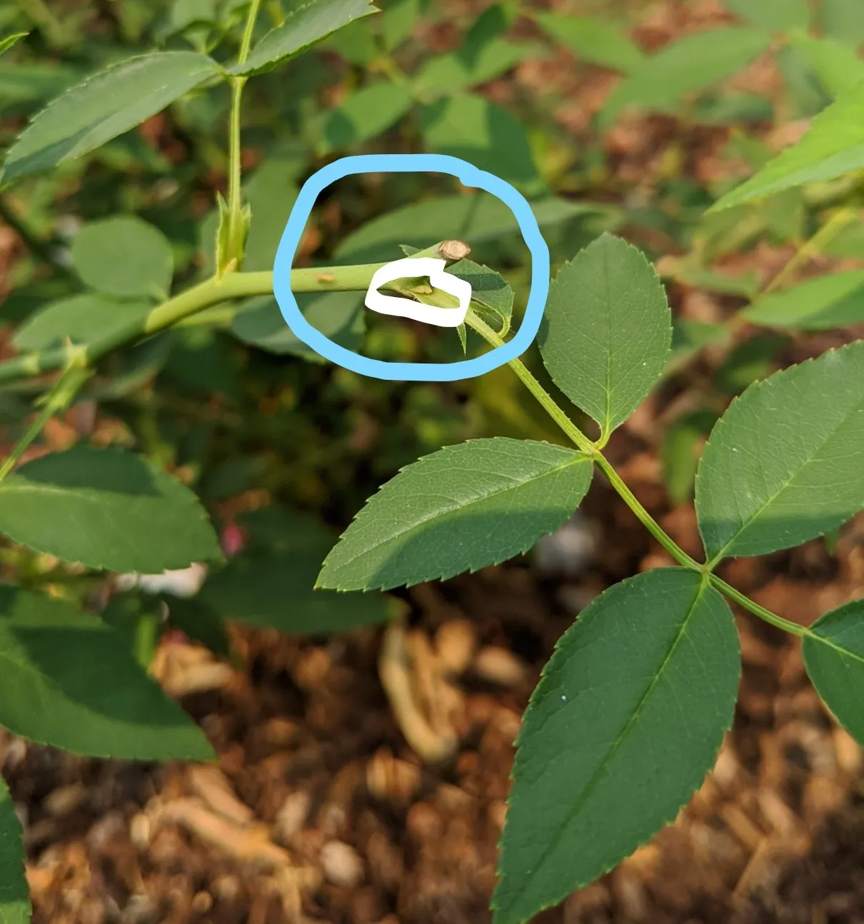 deadheading 2_LI (2)