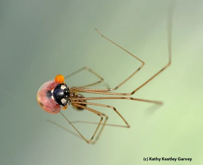 A cellar spider catches and wraps a lady beetle, aka ladybug. (Photo by Kathy Keatley Garvey)