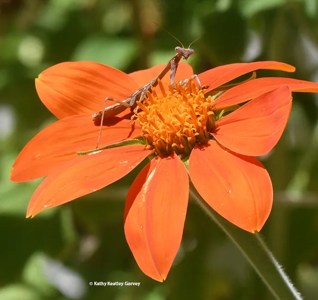 Occupied! A praying mantis, a female Stagmomantis limbata occupies a Mexican sunflower, Tithonia rotundifolia. (Photo by Kathy Keatley Garvey)
