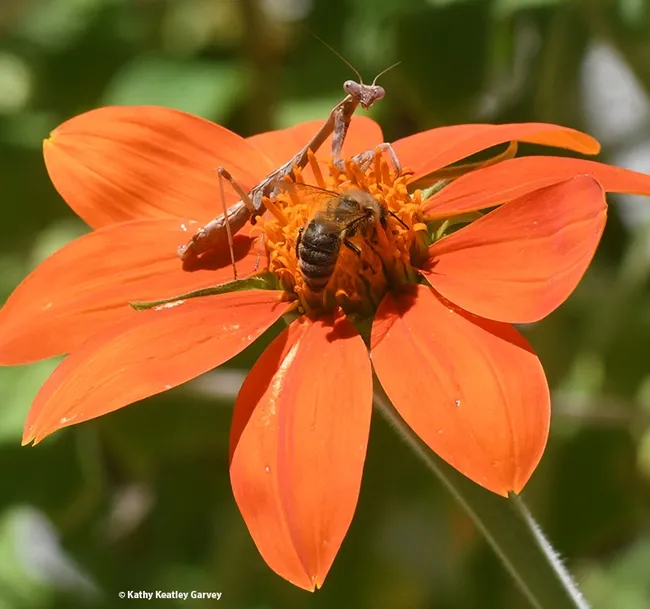 The Stare: The praying mantis, a carnivore, stares at the honey bee, a vegetarian. (Photo by Kathy Keatley Garvey)
