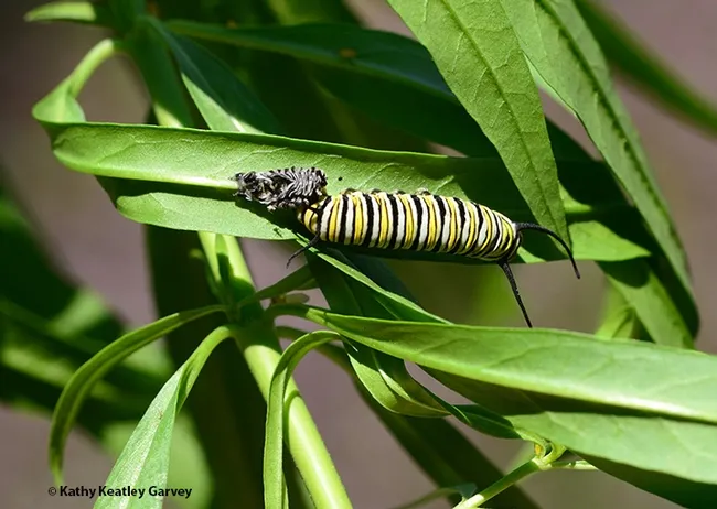 A monarch caterpillar molting. (Photo by Kathy Keatley Garvey)