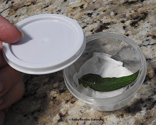 This is the small container that the Garvey family uses to rear monarch eggs. It is about 2 inches wide. (Photo by Kathy Keatley Garvey)