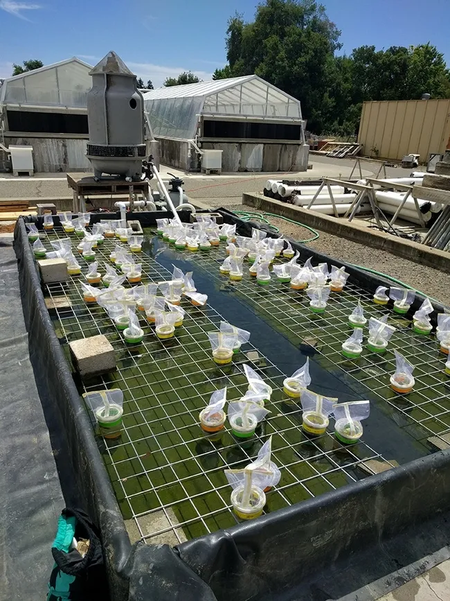 This is the giant water bath created from a leftover evaporative cooler from the Michael Parrella lab.
