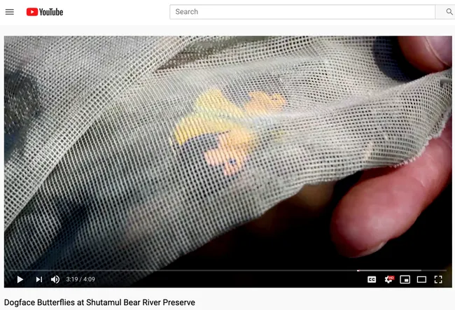 This is a screen shot from the Placer Land Trust (PLT) video on the California state insect. Bohart Museum associate and PLT guide Greg Kareofelas had just netted the butterfly in a display-and-release activity.