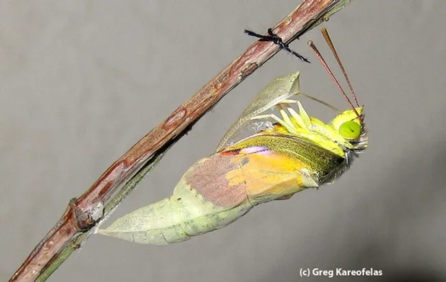 This is the chrysalis of the California dogface butterfly reared by naturalist Greg Kareofelas of Davis. (Photo by Greg Kareofelas)