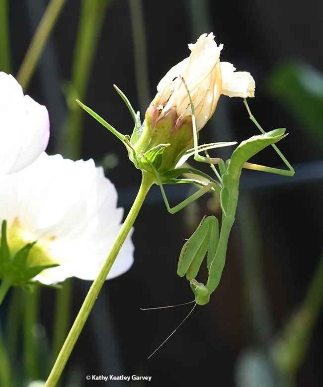 A female Stagmomantis limbata nymph starts the day by hanging upside down: keeps the blood flowing and the heart pumping. (Photo by Kathy Keatley Garvey)