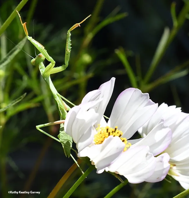 Stretching is a great way to kick-start your day. (Photo by Kathy Keatley Garvey)