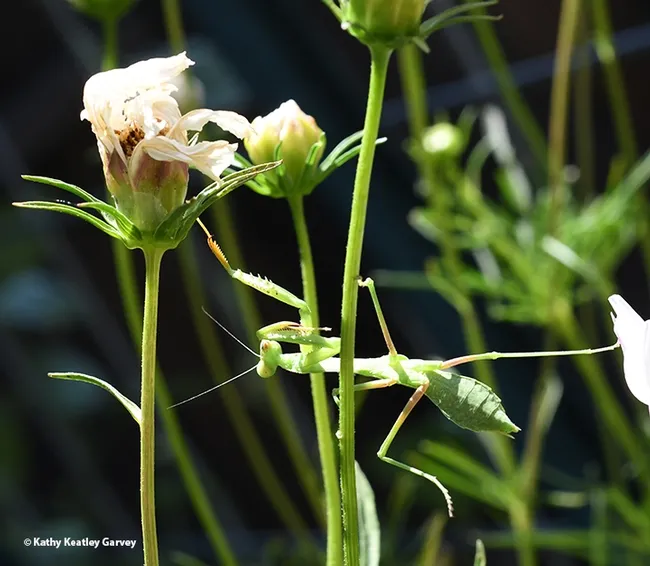 Lunges are good to make sure your coxa, trochanter, femur, tibia and tarsa are flexible. (Photo by Kathy Keatley Garvey)