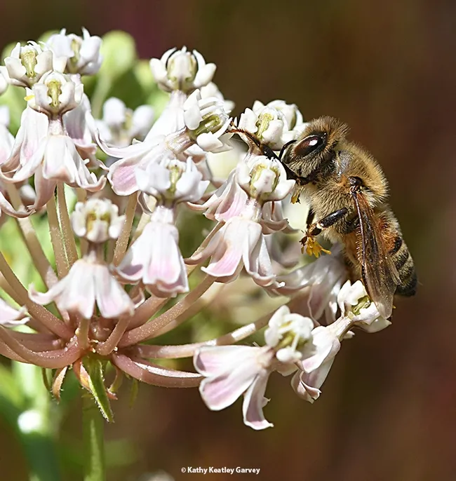 A honey bee stuck in milkweed pollinia. This plant is the narrowleaf milkweed,Asclepias fascicularis. (Photo by Kathy Keatley Garvey)