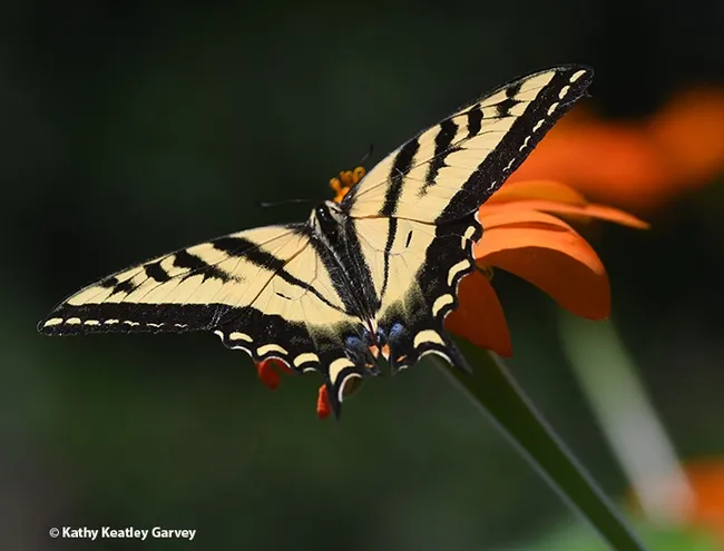 A Western tiger swallowtail, Papilo rutulus, lands on a Mexican sunflower, Tithonia rotundifolia. (Photo by Kathy Keatley Garvey)