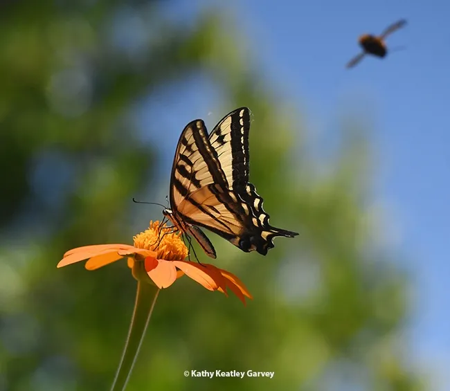 A dark shadow heads toward the Western Tiger Swallowtail. (Photo by Kathy Keatley Garvey)