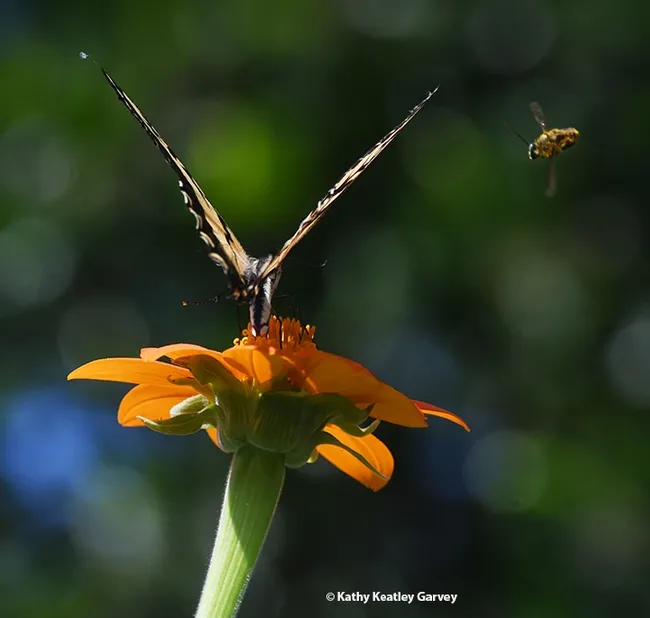 The male territorial long-horned bee, buzzes the Western Tiger Swallowtail, like a jet fighter plane. (Photo by Kathy Keatley Garvey)