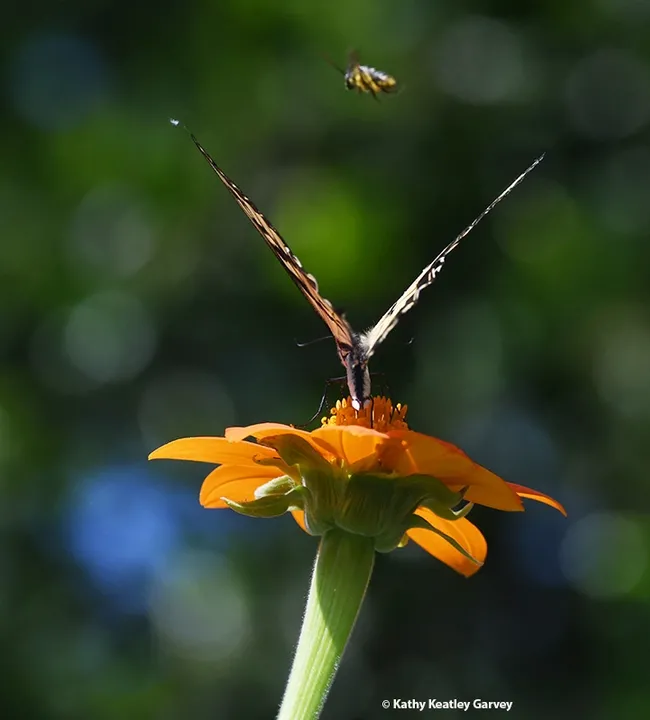 Right wing? Left wing? Up the middle. The male territorial longhorned bee tries to dislodge the Western Tiger Swallowtail. (Photo by Kathy Keatley Garvey)