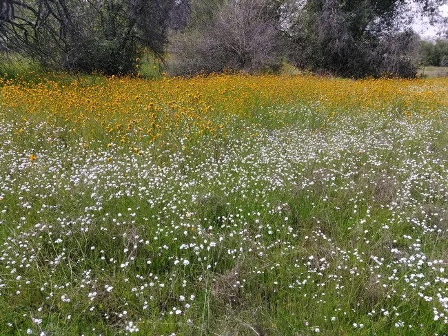 Amsinckia and Plagiobothrys in a pasture