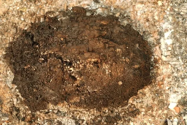 Melted honeycomb from the hives of Clay's Bees, Pleasants Valley Road, Vacaville. (Photo courtesy of Paul Kuroda, used with permission)