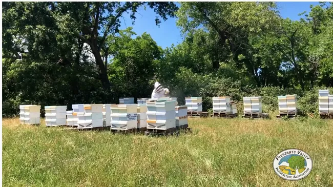 These are some of the bee hives that Clay Ford of the Pleasants Valley Honey Company, also known as Clay's Bees, lost to the Vacaville Fire. (Photo from YouTube video, Pleasants Valley Agricultural Association)