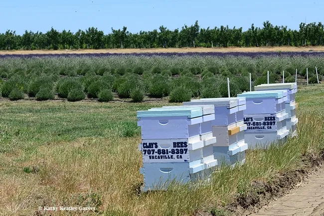 These are Clay's Bees at a lavender farm in nearby Dixon. This image was taken in June 2019 during Lavender Day. (Photo by Kathy Keatley Garvey)
