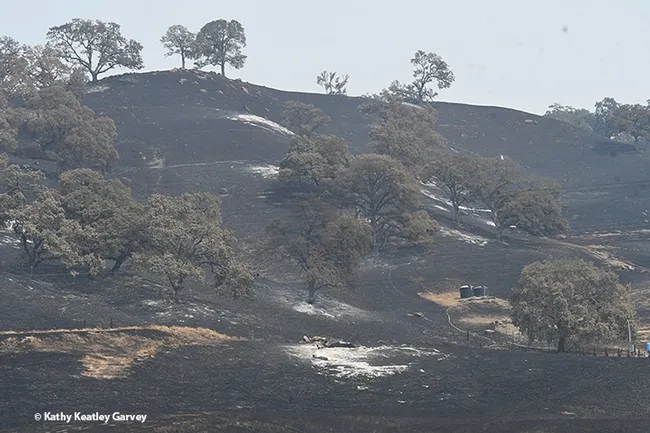 The Vacaville Fire roared down these hills onto the Pleasants Valley Road area where Clay Ford kept his bees. This photo was taken Monday afternoon, Aug. 24, re a road-access permit issued by Lt. Jon Mazer of the Solano County Sheriff's Department. (Photo by Kathy Keatley Garvey)
