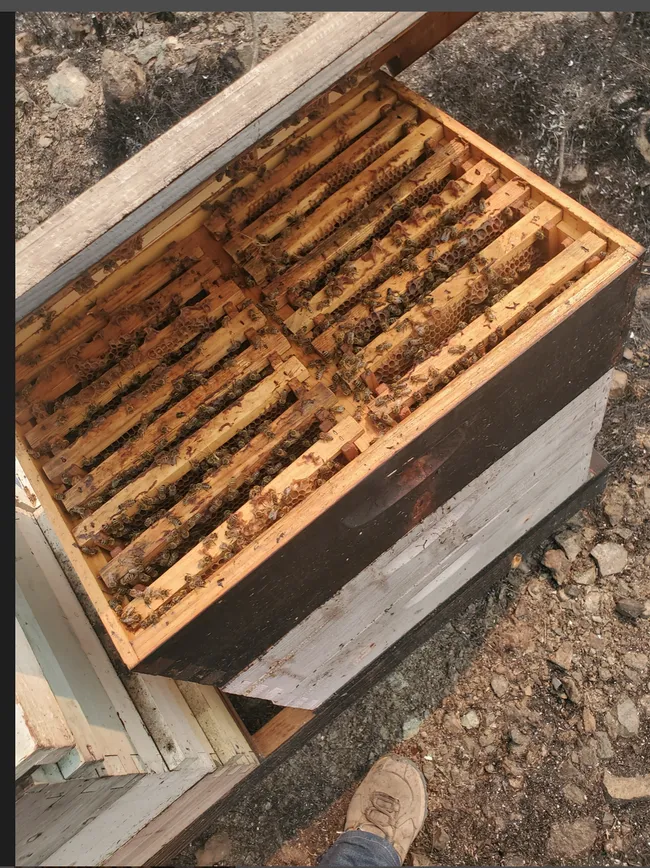Burned hives of Pope Canyon Queens. (Photo Courtesy of Caroline Yelle)