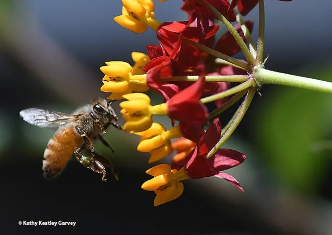 A honey bee makes a beeline for the tropical milkweed,Asclepias curassavica. (Photo by Kathy Keatley Garvey)