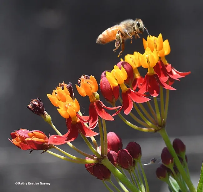 Up, up and away toward the next tropical milkweed blossom. (Photo by Kathy Keatley Garvey)