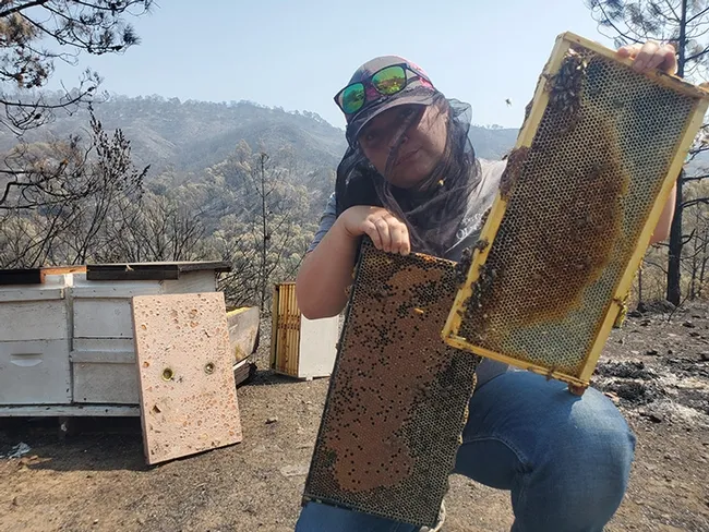 Dead brood and dying bees are in the half-burned hives belonging to Caroline Yelle, owner of Pope Canyon Queens. (Photo by Carolyn Yelle)
