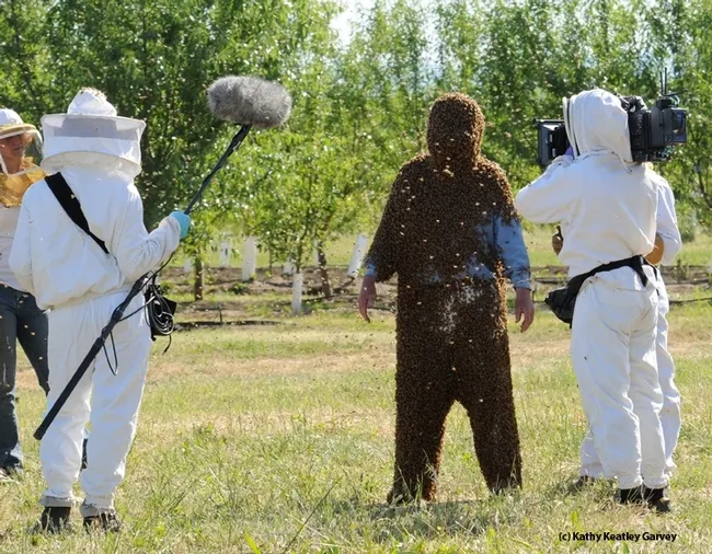 Beekeeper Rick Schubert, who lost his farm and bees in the Aug. 19th Vacaville fire, provided the bees for UC Davis professor Norm Gary's research and bee wrangling for more than 30 years. (Photo by Kathy Keatley Garvey)