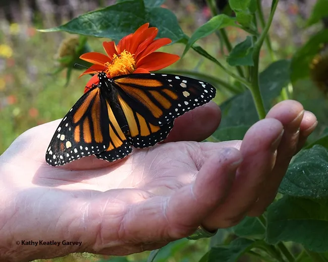 This monarch caterpillar was reared from an egg collected on a tropical milkweed, Asclepias curassavica, in a Vacaville pollinator garden. (Photo by Kathy Keatley Garvey)
