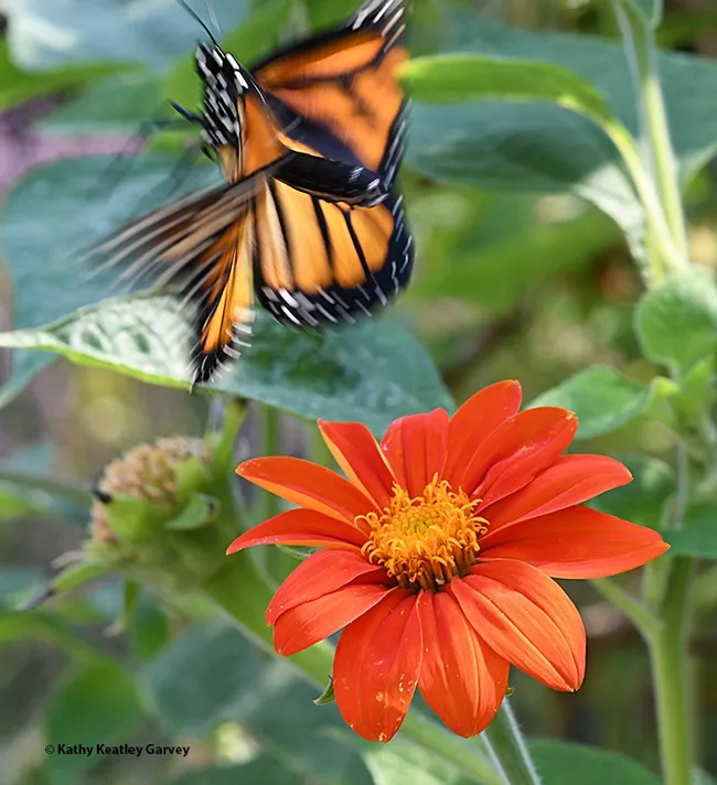 Greta, a monarch butterfly reared from an egg, is anxious to get where she's going. And fast. (Photo by Kathy Keatley Garvey)